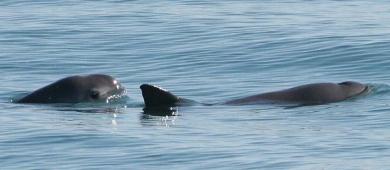 México rendirá cuentas sobre protección de vaquita marina