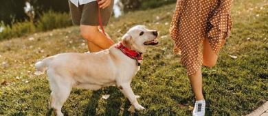 Presentan la iniciativa '¿Con quién se queda el perro?'