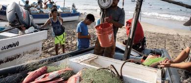 Alertan que 50% de pesquerías en México están en riesgo