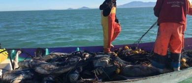 Diputados endurecen penas por tráfico de totoaba y delitos ambientales graves