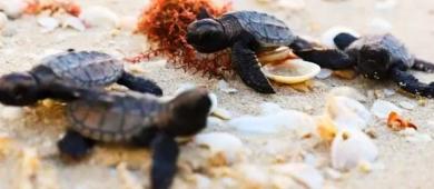 México logra en 2025 una de las temporadas “más exitosas” en conservar tortugas marinas