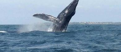 Alistan avistamiento de ballenas en el Pacífico, Semarnat publica calendario
