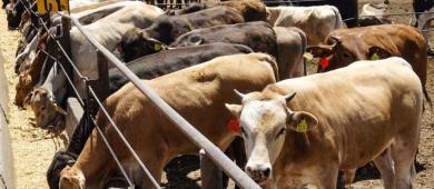 México activa emergencia de sanidad animal por gusano barrenador