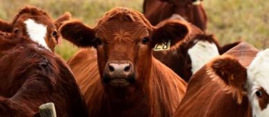 Ganaderos mexicanos denuncian "sobrerregulación" por medidas contra gusano barrenador