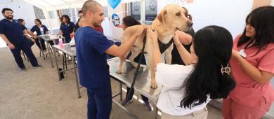 Hospital Veterinario de la UABCS cierra semestre con intensa actividad clínica y académica