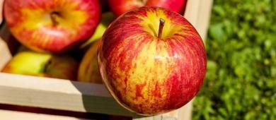 Gobierno de México inicia investigación antidumping por importaciones de manzana de Estados Unidos