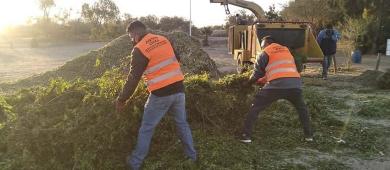 Árboles naturales de navidad serán recibidos en Eco Parque para ser triturados