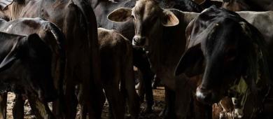 México registra 118 casos de gusano barrenador en una semana