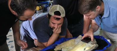 Científicos de Estados Unidos visitan la UABCS en el marco de investigación conjunta internacional sobre cetáceos del Oligoceno tardío