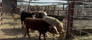 México ya suma 14,321 casos de gusano barrenador