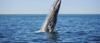 Este viernes arranca el Festival de la Ballena Gris en Puerto Adolfo López Mateos