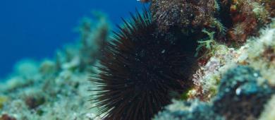 Los equinodermos, pieza clave para el equilibrio del ecosistema marino