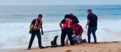 Cinco lobos marinos fueron rescatados y atendidos por PROFEPA