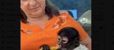Captan a regidora con mono araña bebé; ya fue denunciada