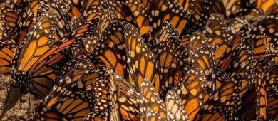 Mariposa monarca ocupa 64% más de superficie de bosque en México en temporada 2025-2026