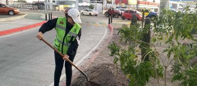 Servicios Públicos de La Paz amplía el programa de Camellones Choyeros