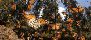 México pone en marcha sistema de rastreo de mariposa monarca para estudiar desplazamiento