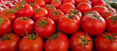 Tomates pierden atractivo frente a productores por aranceles de EU: sector agro