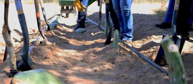 Instalan en UABCS parcela experimental de un proyecto de nopal forrajero