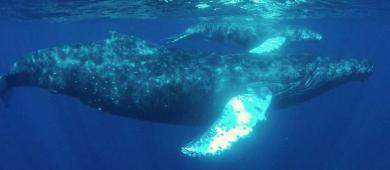 “Escuadrón de Dios” de Estados Unidos retira limitaciones a petroleras en Golfo de México