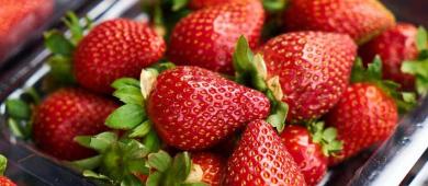 Defienden a fresa mexicana frente a investigación de EU