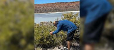 Participa académico de la UABCS en salida científica en el Parque Nacional Isla Espíritu Santo