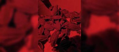 23 crías de tortugas laúd fueron liberadas como parte de estrategia ambiental en Los Cabos