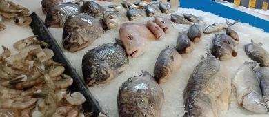 México alcanza 38 % de fraude en venta de pescado y duplica promedio global, según estudio