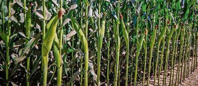 Productores de granos en México advierten descapitalización