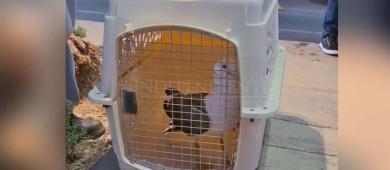 Joven que salvó a gaviota en La Paz es buzo y promueve vida saludable