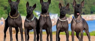 Cámara de Diputados aprueba crear el Día Nacional del Xoloitzcuintle