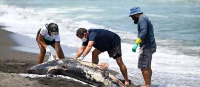 Greenpeace: sancionan a funcionarios por derrame en Golfo y “Pemex queda impune”