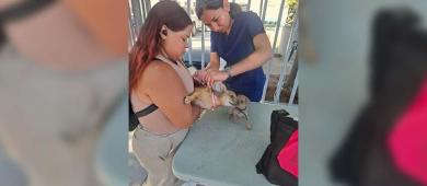 Estudiantes de la UABCS apoyan Campaña Nacional de Vacunación Antirrábica