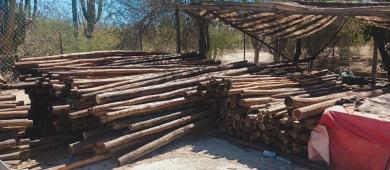 Asegura PROFEPA más de 60 m³ de madera de aserradero ilegal en La Paz