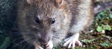 Secretaría de Salud emite aviso epidemiológico por hantavirus