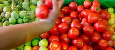 Exportación del tomate a EU se desploma 23.5% en primer trimestre de 2026