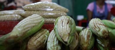 Gobierno firma acuerdo con productores para garantizar ‘precio justo’ del maíz