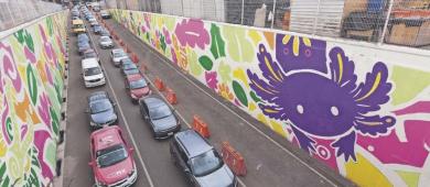CDMX se pinta de ajolotes a días del Mundial, mientras la especie desaparece