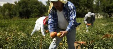 México buscará evitar aranceles de EE.UU. por trabajo forzoso