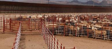 México suspende importación de ganado y animales vivos de EE.UU. por casos de gusano barrenador