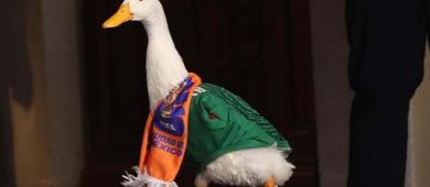 El pato Merlín visitó la mañanera, recibió halagos y le lanzó dos picotazos a la Presidenta