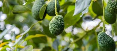 Protegen al aguacate Hass con indicación geográfica