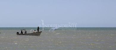 Nuevo polígono para la vaquita marina avanza sin consulta pública ni consenso social