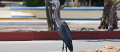 UABCS edita Guía de Aves de su Campus La Paz en su 50 aniversario