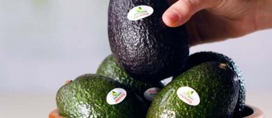 Suben 6% ventas del aguacate mexicano en Estados Unidos durante el Mundial