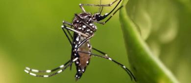 Aumentan casos de dengue en el país; suman 7 muertes
