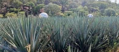 Caída de precios del agave deja campos abandonados y frente a plagas