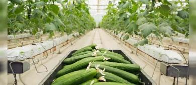 Las actuales guerras encaminan a México a ser el mayor proveedor de pepino de Estados Unidos