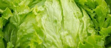 Aumentan 23% las ventas de lechuga mexicana a EU entre enero y mayo