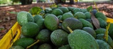 EE.UU. reanuda parcialmente importación de aguacate michoacano